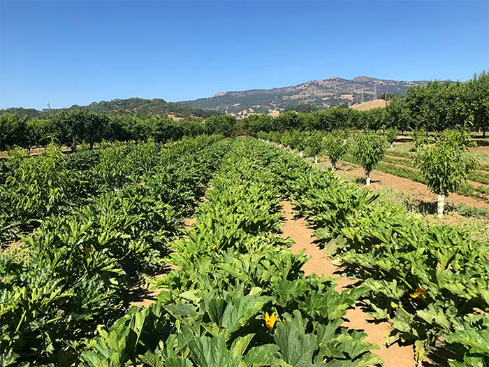 2000s revival in viticulture copy